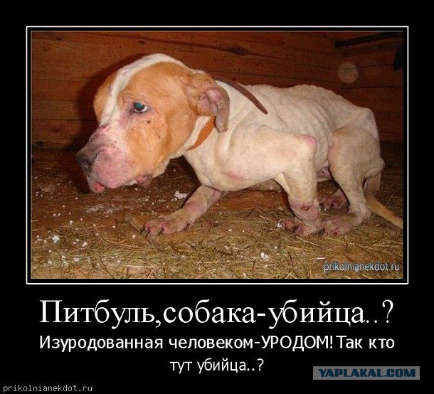 Пёс вернулся домой через 10 лет