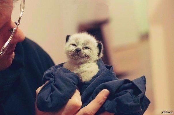 Мохнатые беспредельщики