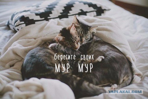 Мохнатые беспредельщики
