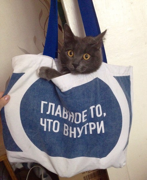 Прикольные животные