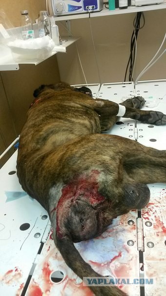 Уфимцев просят подписать петицию в защиту пса, которого хозяин насиловал 8 лет.