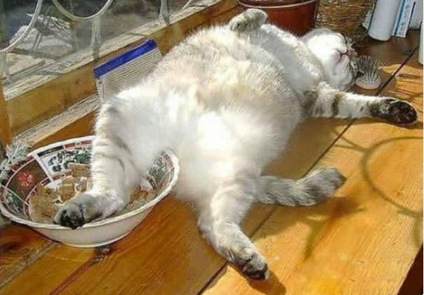 Коты из сети