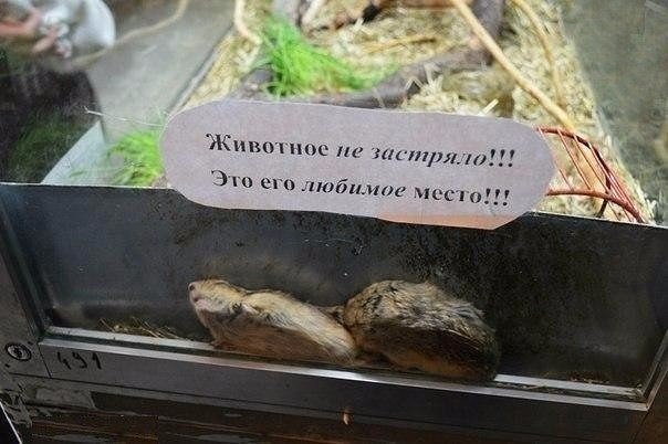 Мой хомяк вчера потерялся. Появился только под утро.