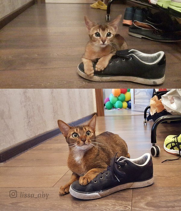 Коты и Кошки