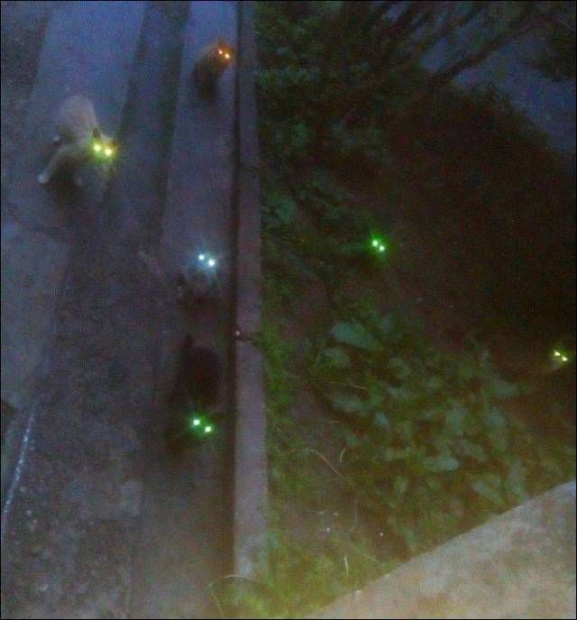 Коты и Кошки