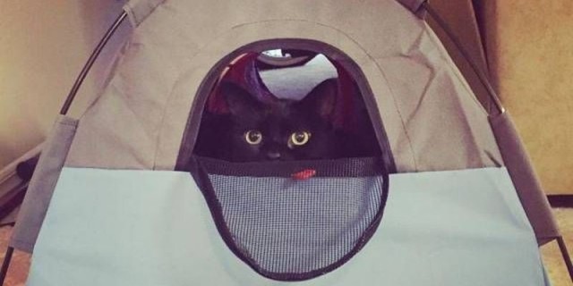 Коты и Кошки