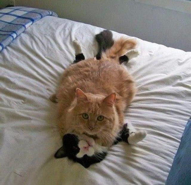 Коты и Кошки