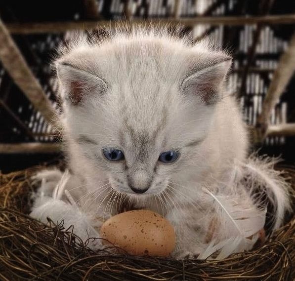 Коты и Кошки