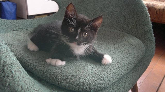 Коты и Кошки
