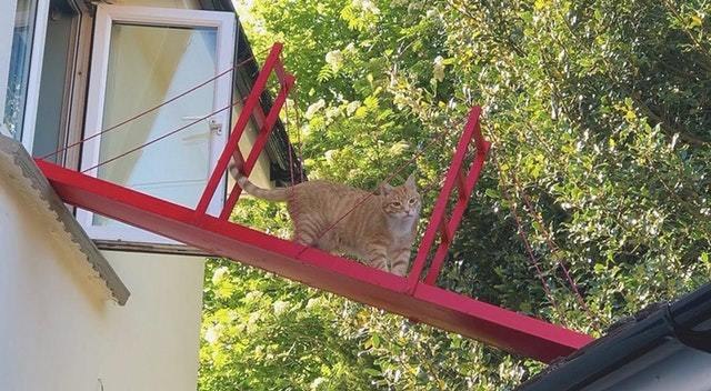 Прикольных котов пост