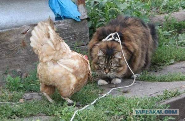 Котомет на вторник (02.04.08)