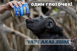 Фотокомикс: А куда ушла жена?