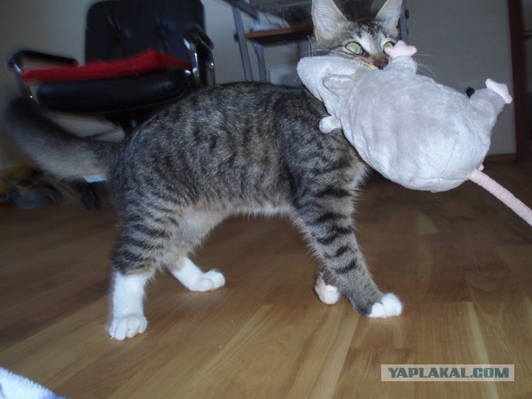 Котовторник на ЯПлакалъ! От числа 09.09.08