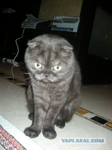 Котовторник на ЯПлакалъ