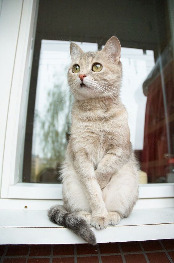 Прикольных котов пост