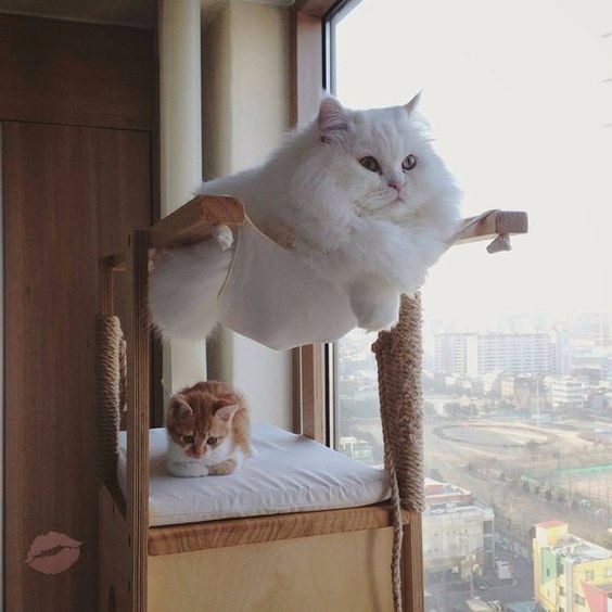 Прикольных котов пост