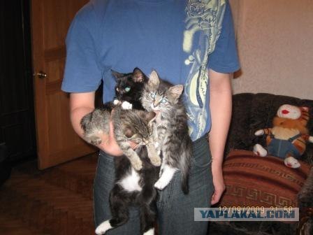 Выходные у кота