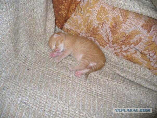 Как же можно про котовторник забыть?!
