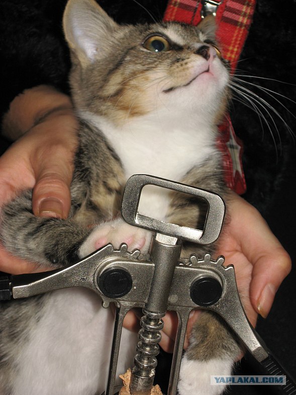 КОТОВТОРНИК (6.03.2012)