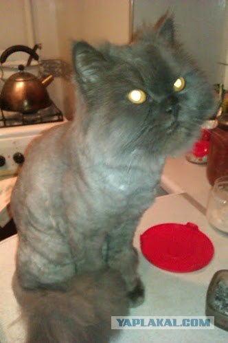 Котовторник 10.04.2012