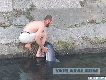 В Керчи из реки вытащили дельфина!