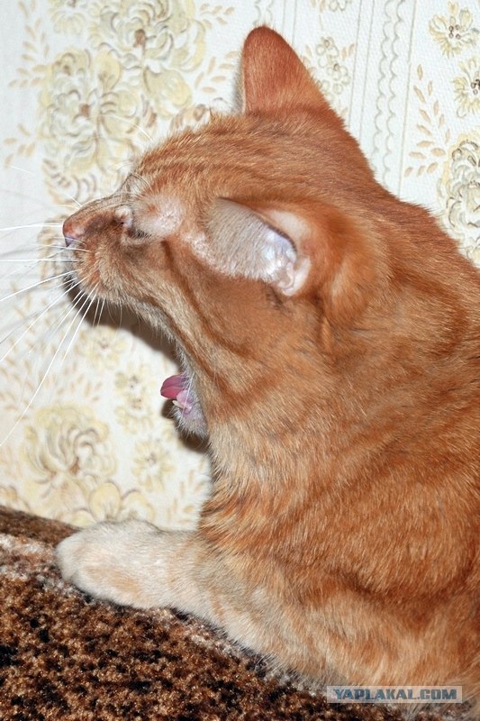 Котовторник 07.08.2012
