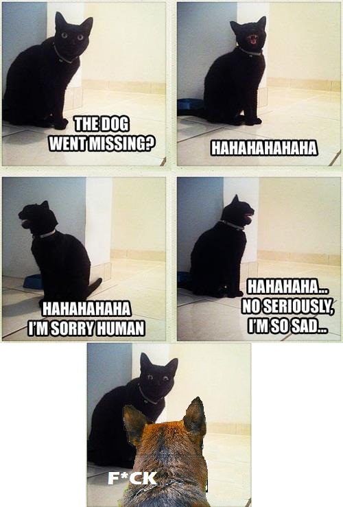 Котовторник  21.08.12