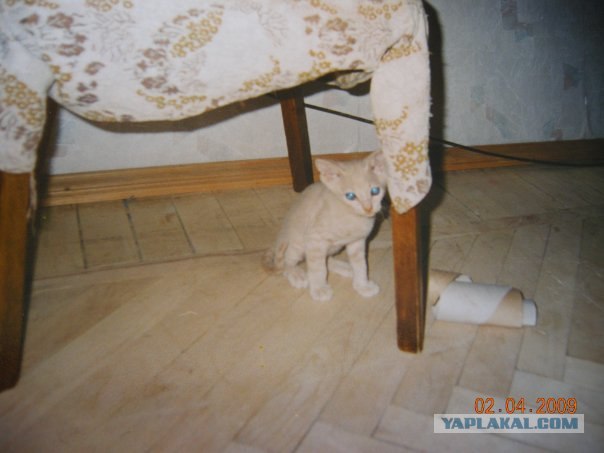 Котовторник  4.09.12