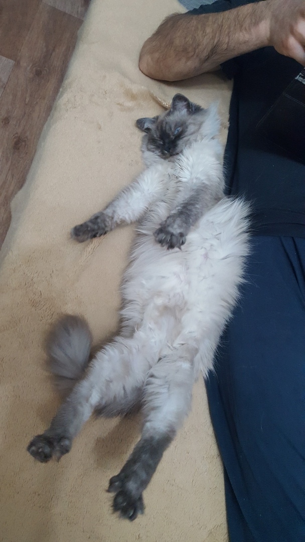 Забавные фото котеек