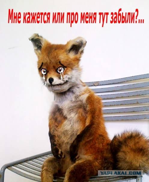 Кого котЭ мне напоминает?!..