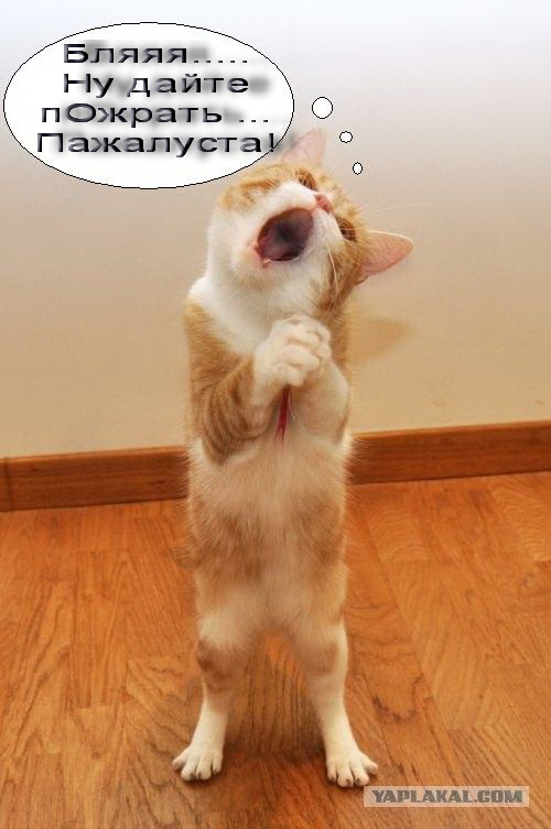 Кот певец