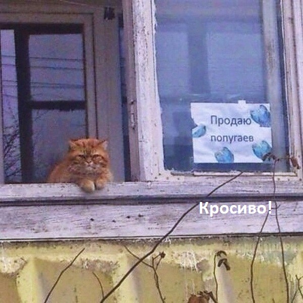 Калейдоскоп картинок