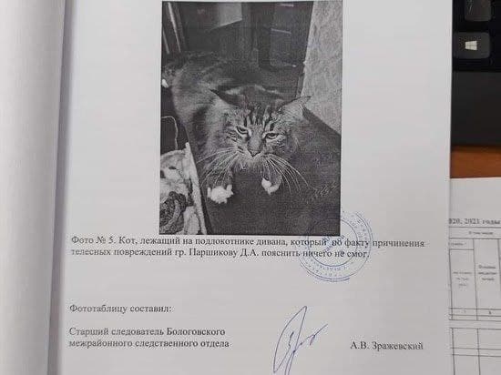 С кота, дразнившего собак в Ленобласти, сняли обвинения