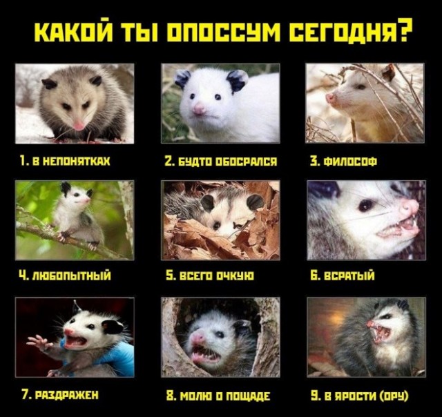Картинки и мемы для настроения - 123