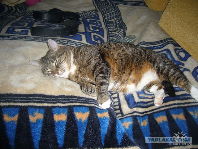 Котовторник 16.04.2013