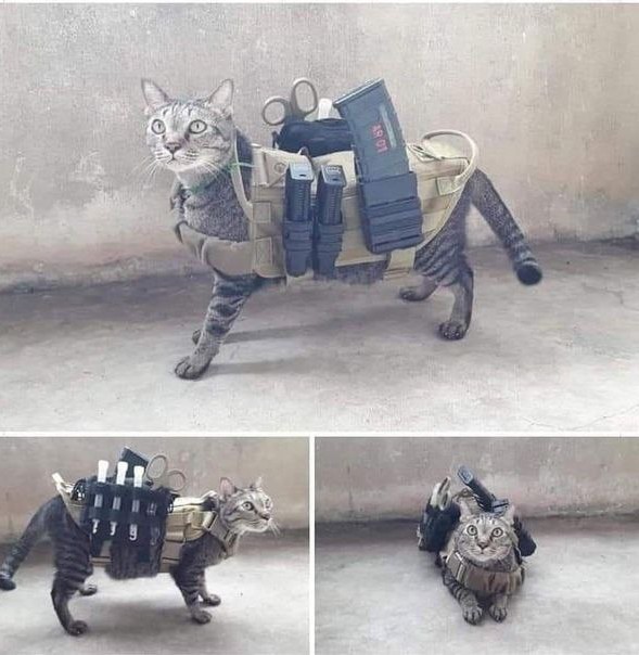 Кот в рамках бытия
