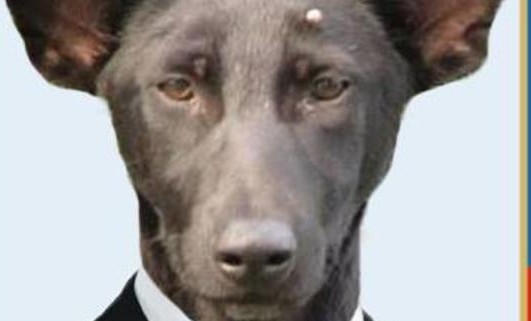 Собака сиба-ину становится самой высокооплачиваемой моделью мужской одежды