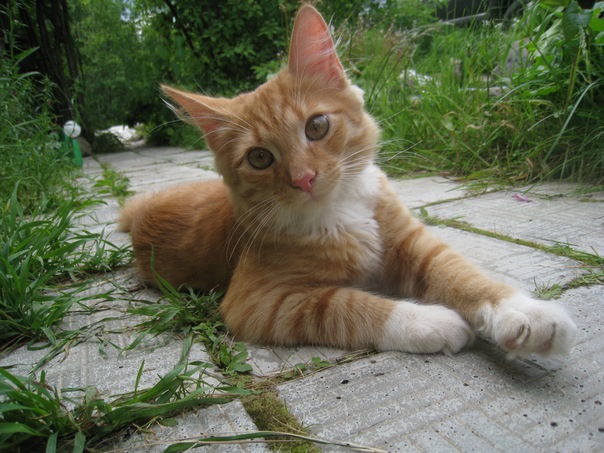 Котовторник 21.05.2013