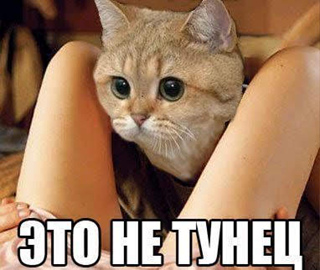 Неуставные отношения девушки и кота