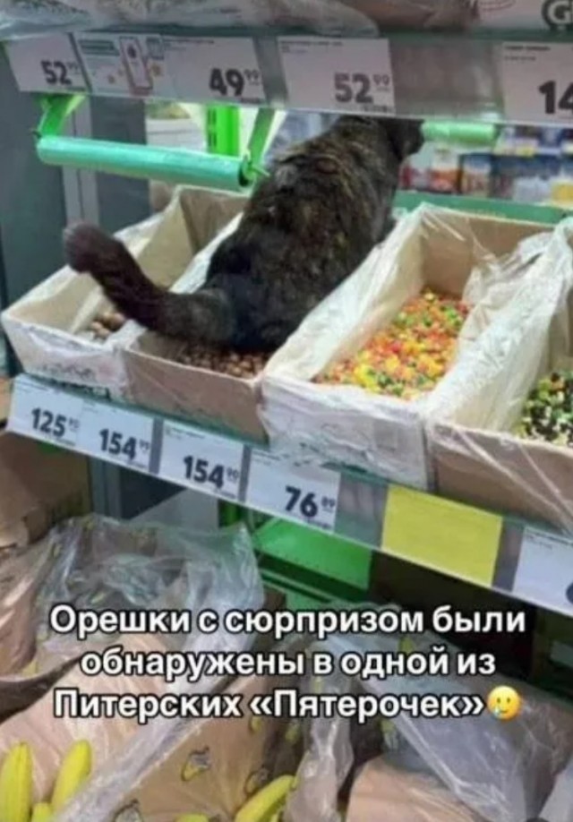 Россиянам запретят подкармливать бездомных собак и кошек — Госдума уже одобрила поправки в закон
