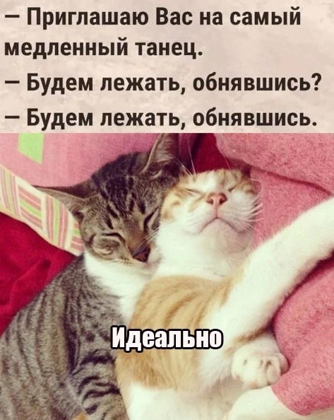 К-котовторник.