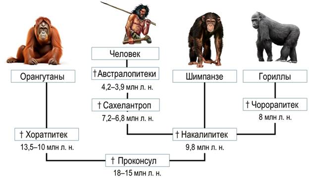 Почему обезьяна не становится человеком