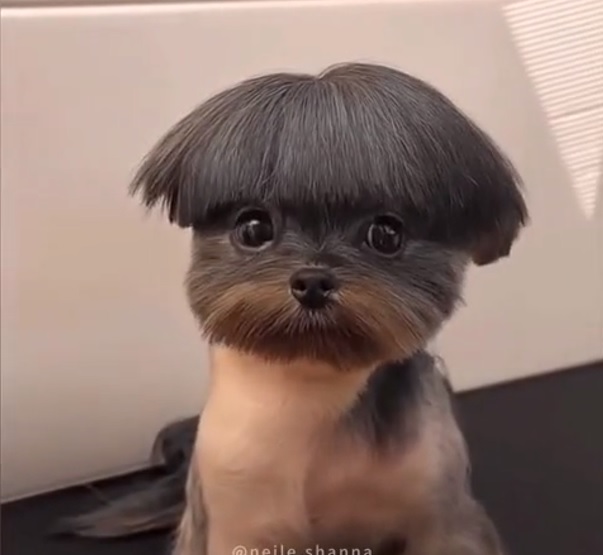 Когда хозяин идиот