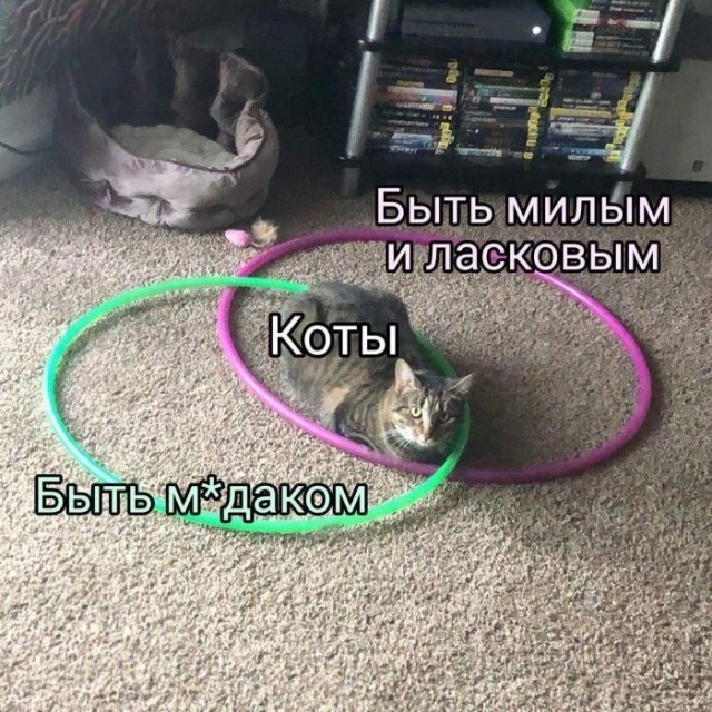 К котовторнику: подборка картинок-баянов с котиками и про котиков. Выпуск 40.