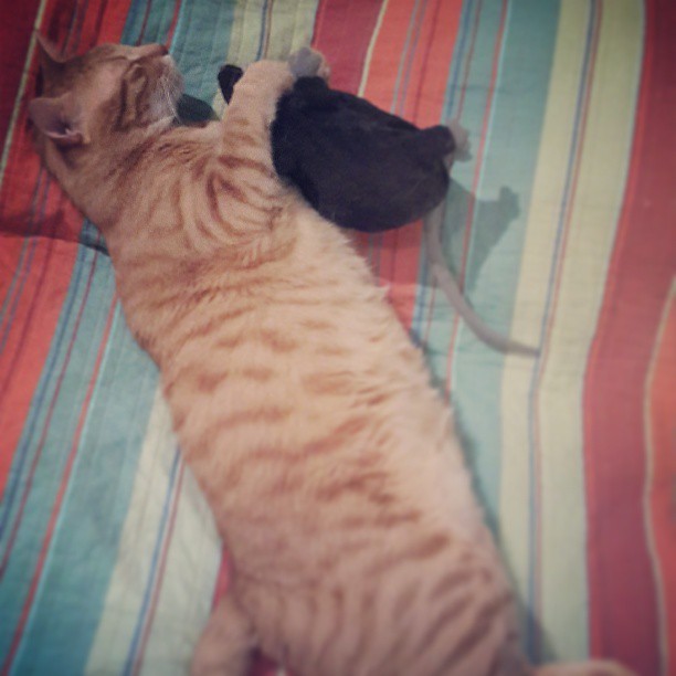 Котейка, который не знает как лежат котейки