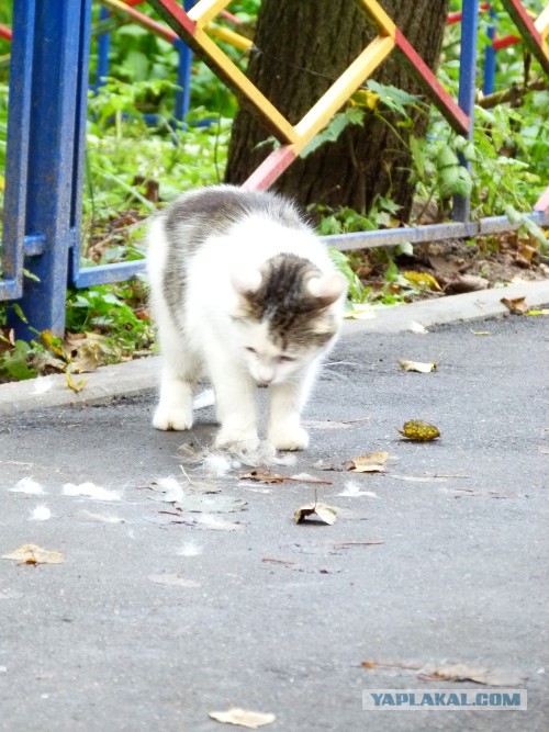 Котовторник на 24.09.2013г
