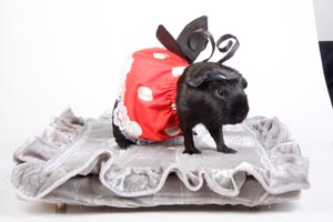 Почему президентом России должна быть ШИНШИЛЛА?