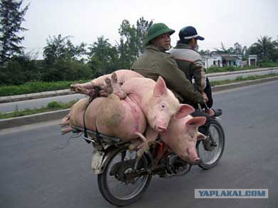 Весёлые картинки. Разбавим будни