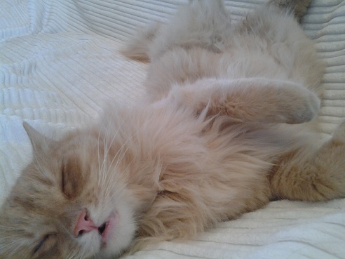 Котовторник 01.04.2014
