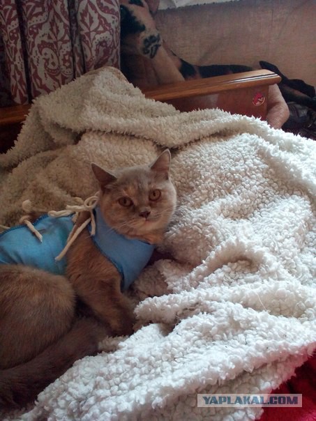 Котовторник 10.06.2014